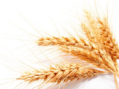 Wheat ears isolated on a white background closeup